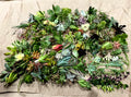 50 Random Succulent Cuttings - Healthy Floret Starter Plant Cuttings for Gardening - Assorted Varieties