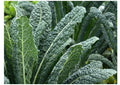 Organic Black of Tuscany Kale Seeds - Heirloom Italian Variety - Brassica oleracea var. sabellica