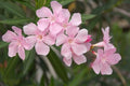 Nerium Oleander Seeds Pkt of 50 - Soft Pink Flowering Plant, Ornamental Shrub, Hardy Perennial