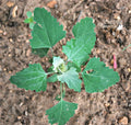 Set of 3 Live Edible Herb Plants - Lamb's Quarters, Wild Spinach, Pigweed (Chenopodium album) - Fresh with Roots