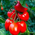 Rio Grande Tomato Seeds - Organic Heirloom, Non-GMO - 60+ Fresh Seeds for Gardening, Solanum lycopersicum