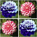 Dahlias Seeds 20pcs - Varying Colors Perennial Flowers - USA Seller - Garden Planting (#0485)