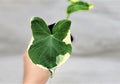 Alocasia Mickey Mouse Plant | 3" Rare Variegated Elephant Ear | Indoor Live Plant | Alocasia sanderiana