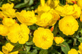Evening Primrose Seeds for Planting - 500 Count - Oenothera biennis - Non-GMO, Organic, Heirloom