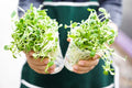 Sunflower Sprouts Seeds 200 Seeds Non-GMO Helianthus annuus Grow Tasty Delicious Sprouts