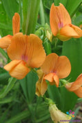 Lathyrus annuus 'Mrs R. Penney' Annual Sweet Pea Seeds - 50+ Seeds, Colorful Blooms, Perfect for Gardens