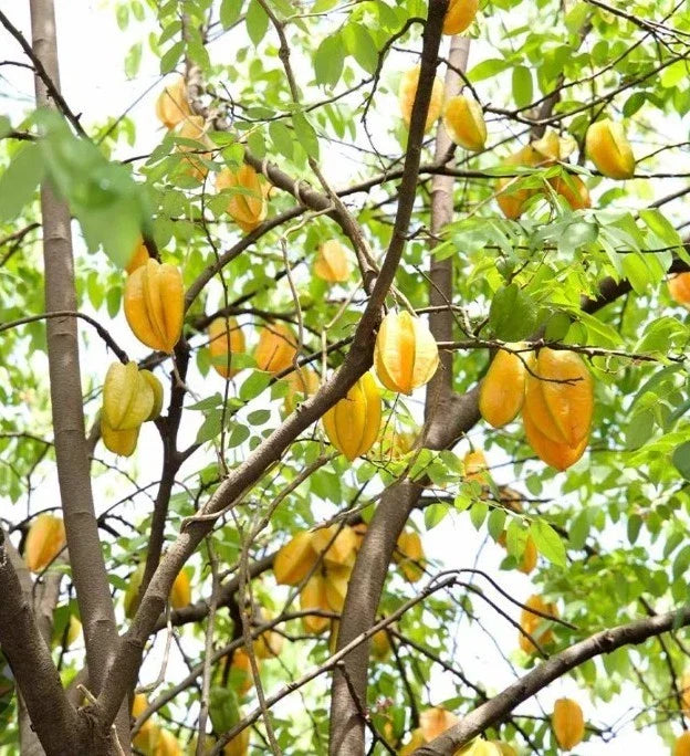 Starfruit Tree Cuttings 6"-8" Inch Varieties - Averrhoa carambola - Unique Extras Included