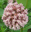 Milkweed Seeds 50+ Common Perennial Flower for Butterfly Garden Asclepias Syriaca