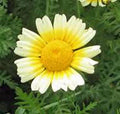 Garland Daisy Seeds - 100+ Newly Harvested - Asteraceae Family, Bright Yellow Blossoms - Ideal for Gardens and Bouquets