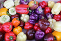 Rainbow Bell Pepper Seed Mix - 120+ Seeds, 7 Colorful Varieties, Fresh Bell Pepper Seeds for Home Gardening