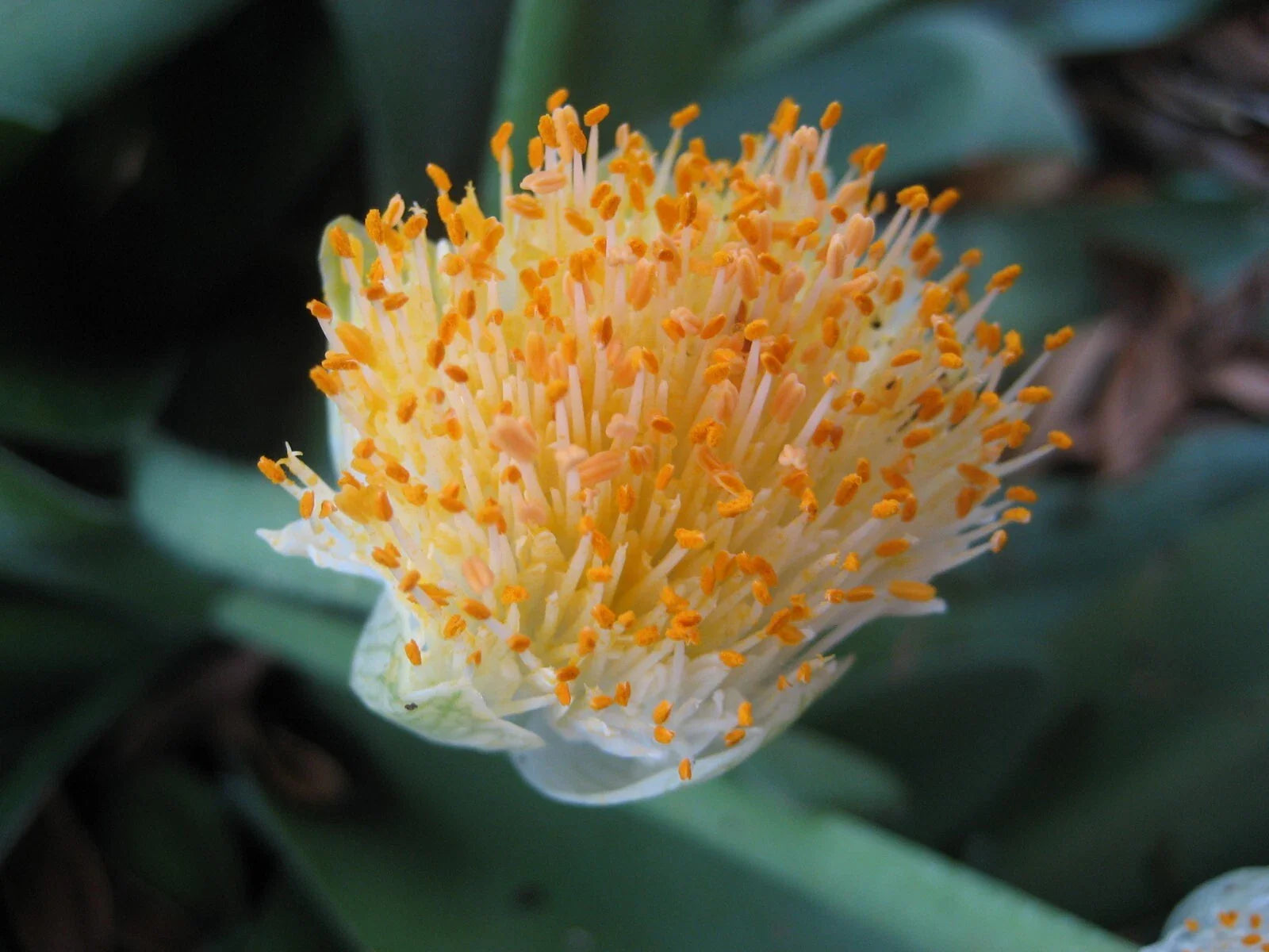 Haemanthus albiflos - 3 small Rooted Bulbs Paintbrush Plant for Indoor Gardening and Landscape Decor
