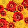 Zinnia Seeds - South of the Border Mix - Red Yellow Sombrero - Zinnia elegans - New 2025