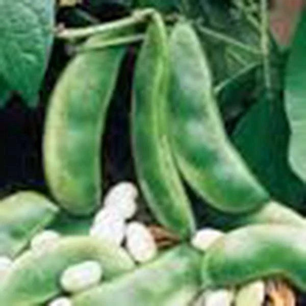 Lima Bean Seeds, 500+ Non-GMO Henderson Bush Variety, Great Tasting and Healthy, Phaseolus lunatus