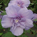 Double Light Purple Hibiscus Seeds - 20 Perennial Flower Seeds - Hibiscus rosa-sinensis