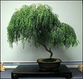 Weeping Willow Bonsai Tree Cutting - Large Thick Trunk - Live Indoor Plant - Salix babylonica