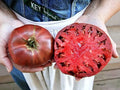 Cherokee Purple Tomato Seeds - Heirloom Non-GMO - 10+ Fresh Seeds - Solanum lycopersicum