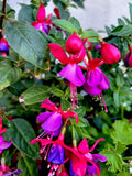 Blue Eyes Fuchsia Live Plant, 6-8 Inches Tall, Well-Rooted in 3" Pot, Fuchsia magellanica
