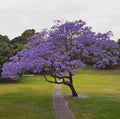 Blue Jacaranda Live Plant 8-10" Tall 3" Pot Jacaranda Mimosifolia Purple-Blue Flowers