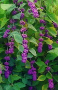 American Beauty Berry Bush Cuttings - 8+ Live Plant Fresh Cuttings for Propagation - Callicarpa americana