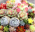 Mixed Succulent Plant Seeds 100pcs - Lithops Seeds for Easy Growing - Drought-Tolerant Succulents