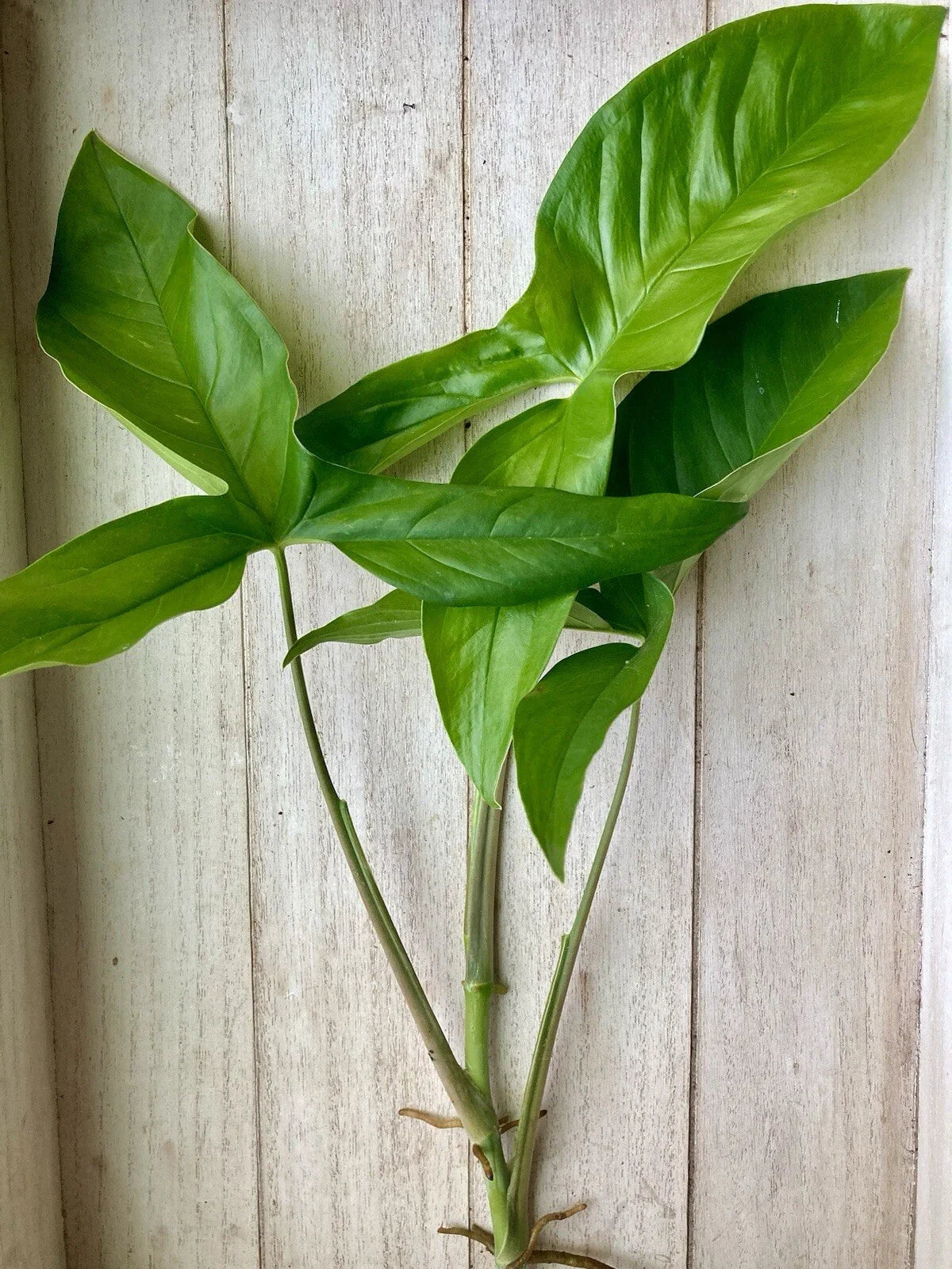 20 Rooted Plant Cuttings - Arrowhead Vine - Syngonium Podophyllum - Indoor Houseplant Decor