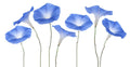 Exotic Morning Glory Flowering Vine Seeds - 50 Seeds - Ipomoea spp - Vibrant Blooms for Garden or Trellis
