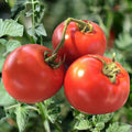 Heirloom Tomato Seeds 120+ Count - Non-GMO Organic Drought Resistant - Solanum lycopersicum