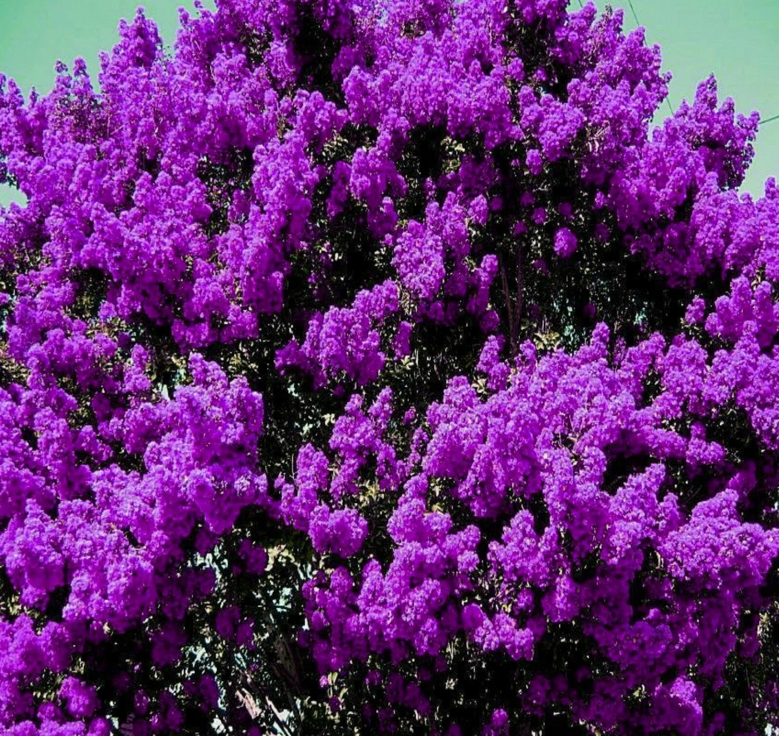2 Live Plants - 6" Dark Purple Crepe Myrtle Bushes - Lagerstroemia indica - Rooted Flowering Starter Plants