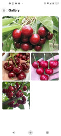 Black Cherry Seeds 15 Pack | Sweet Edible Fruit | Prunus serotina | USA Native Tree | Rum Cherry | Zones 3-9