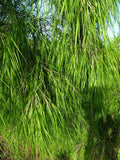 Mexican Weeping Bamboo Seeds - 100 Perennial Ornamental Seeds for Privacy - Bambusa vulgaris - US Seller