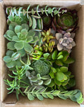 Fresh Healthy Succulent Cuttings Set of 15 Varieties - Organically Grown Plant Cuttings for DIY Projects - Perfect for Home Decor