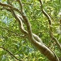 Green Curly Willow Trees (Salix matsudana) - 4 Fast Growing Exotic Plants for Bonsai - Ideal for Gardens or Landscapes