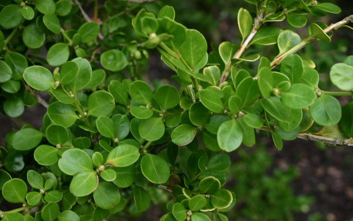 Chinese Boxwood Seeds - 20 Seeds - Buxus microphylla var. sinica - Ideal for Hedges and Topiary