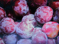 Fresh Cuttings Santa Rosa Plum Tree - Sweet Fruit, Hardy - Prunus salicina - No Roots + Care Instructions