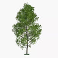 Hybrid Poplar Trees - 2 Pack - Fast Growing for Privacy, Shade, Landscaping - Populus deltoides x Populus nigra