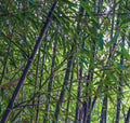 Black Bamboo Live Rhizome Starter Plant - Phyllostachys Nigra, Bare Root, Hardy Perennial, Fast Growing, Ornamental Grass