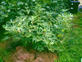 Fig Tree Cuttings 6 Pieces Dalmatie Variety Cold Resistant Delicious Fruits Ficus carica