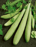 Armenian Yard Long Cucumber Seeds - 100+ Non-GMO Organic Heirloom Seeds - Fresh Cucumis melo subsp. melo