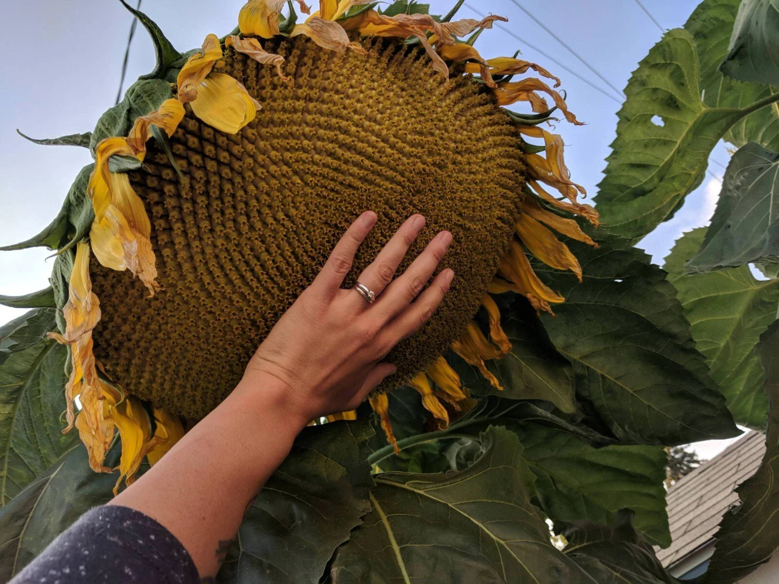 Mammoth Grey Stripe Sunflower Seeds - 50 Large Giant Seeds - Helianthus annuus - Fresh for Planting
