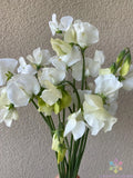 Spencer Ice Cream Sweet Pea Seeds - 50+ Pack for Garden Planting - Lathyrus odoratus - USA Grown, Free Shipping