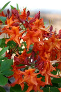 Red Pepper Azalea Starter Plant - Aromi Rhododendron Deciduous - May Be Dormant - Ideal for Gardens