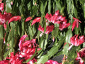 Christmas Cactus Cuttings 6 Fresh Cuttings 4 Segments Schlumbergera Buckleyi Old Fashion