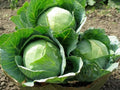Cabbage Seeds 100+ Heirloom Danish Ballhead NON-GMO Fresh Brassica oleracea