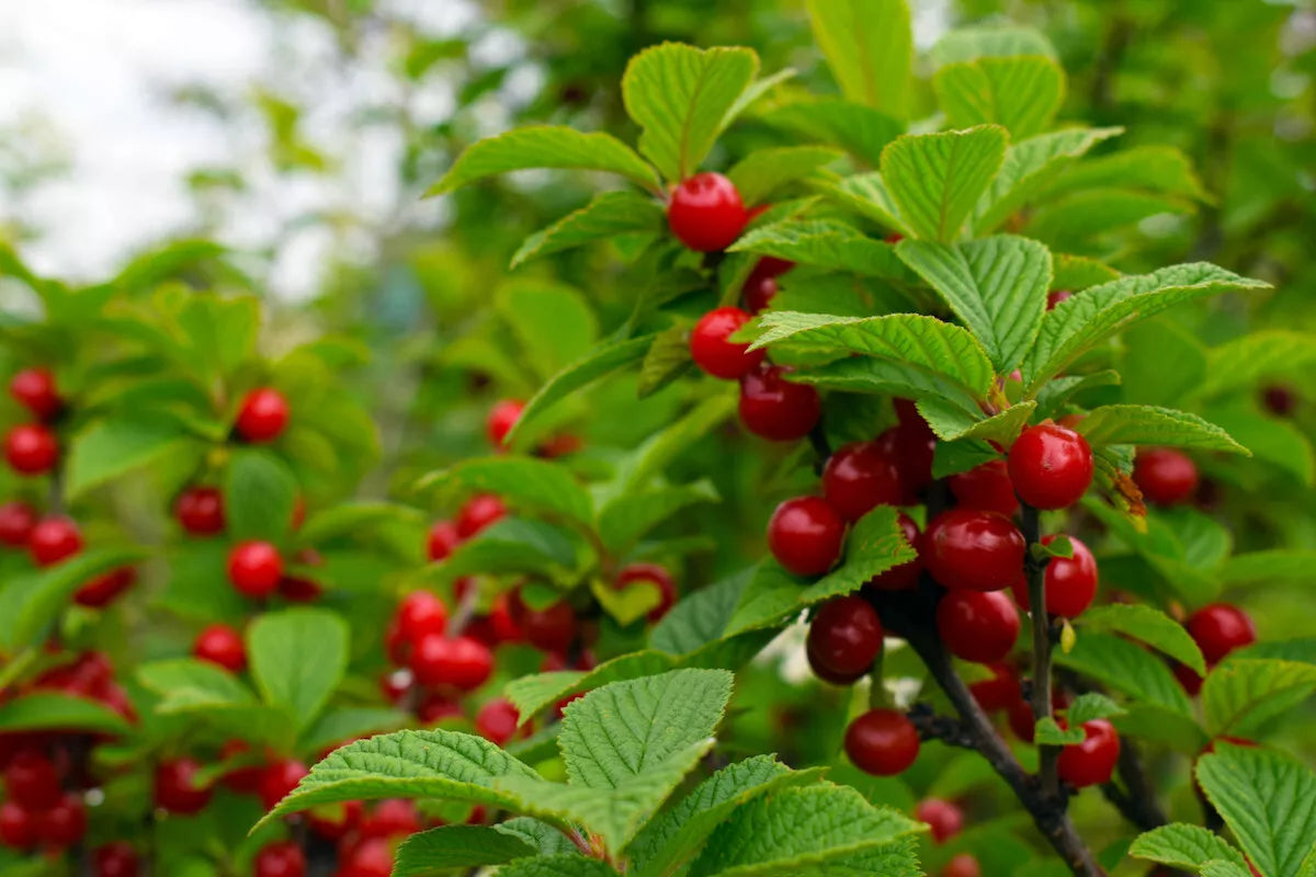 Nanking Bush Cherry Live Plant 18-24" Bare Root Prunus tomentosa 'Nanking' Cold-Hardy Edible Fruit Shrub Zones 2-8
