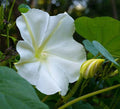 White Morning Glory Seeds, Moonflower Vine, Variety Sizes - Ipomoea alba, Fast-Growing Garden Plant, Free Shipping