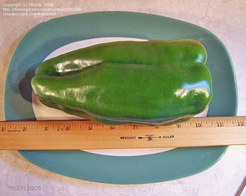 Big Bertha Sweet Pepper Seeds - 50+ Non-GMO Heirloom Organic Rare Fresh Seeds - Capsicum annuum