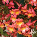 Bignonia "Tangerine Beauty" Crossvine Starter Plant - Attracts Butterflies - Beautiful Orange Blooms - Rooted Plant
