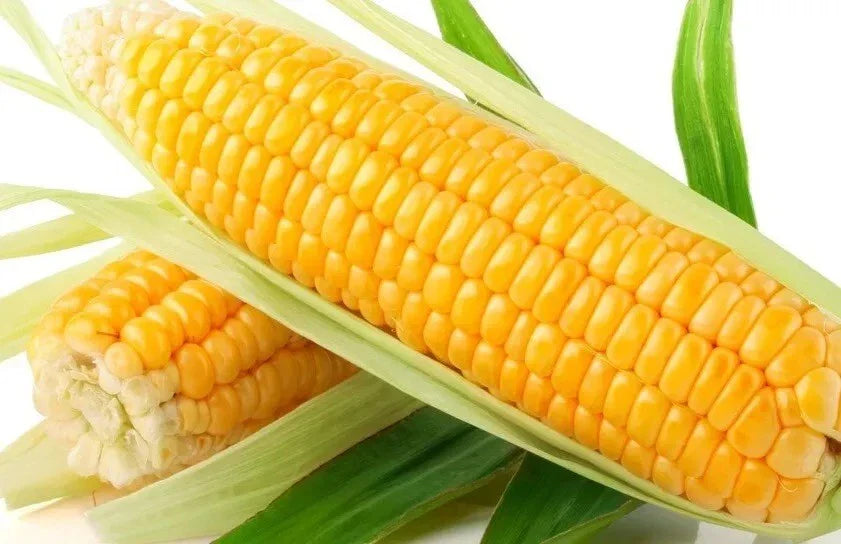 Sweet Golden Bantam Corn Seeds - Heirloom Organic NON-GMO - 1000+ Fresh Seeds - Zea Mays Everta