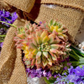 Echeveria Mebina Variegata Succulent Plant, 3" Green, Live Indoor Decor, Imported Echeveria (Echeveria Mebina)