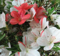 Azalea Starter Plant - White & Peach Striped - Rhododendron Deciduous - Perfect for Gardens